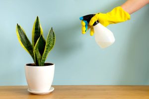How to Tell if Snake Plant Needs Water