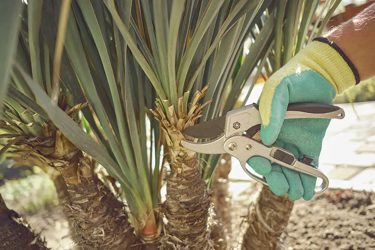 How to Trim Palm Trees