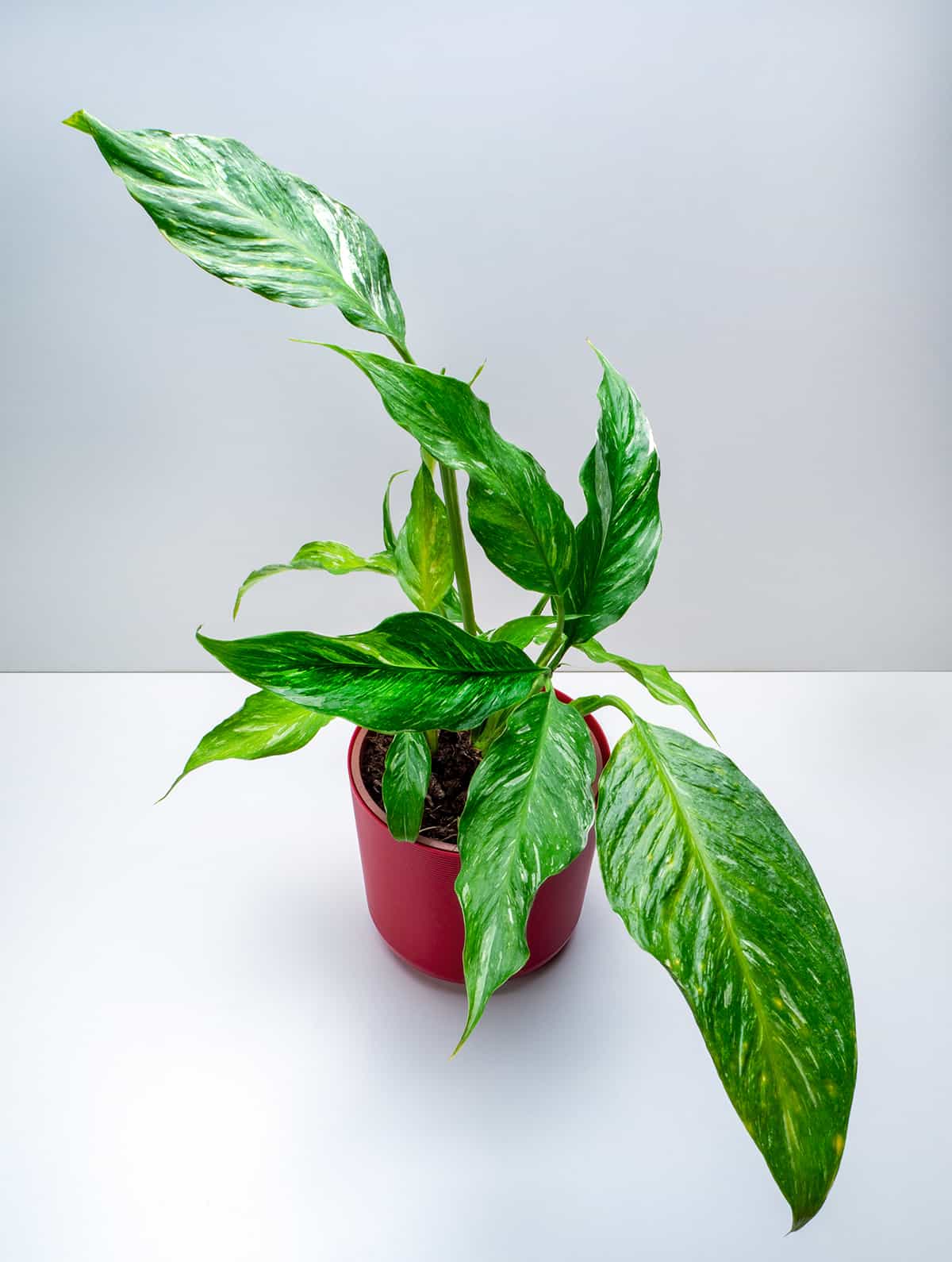 Humidity Spathiphyllum Domino