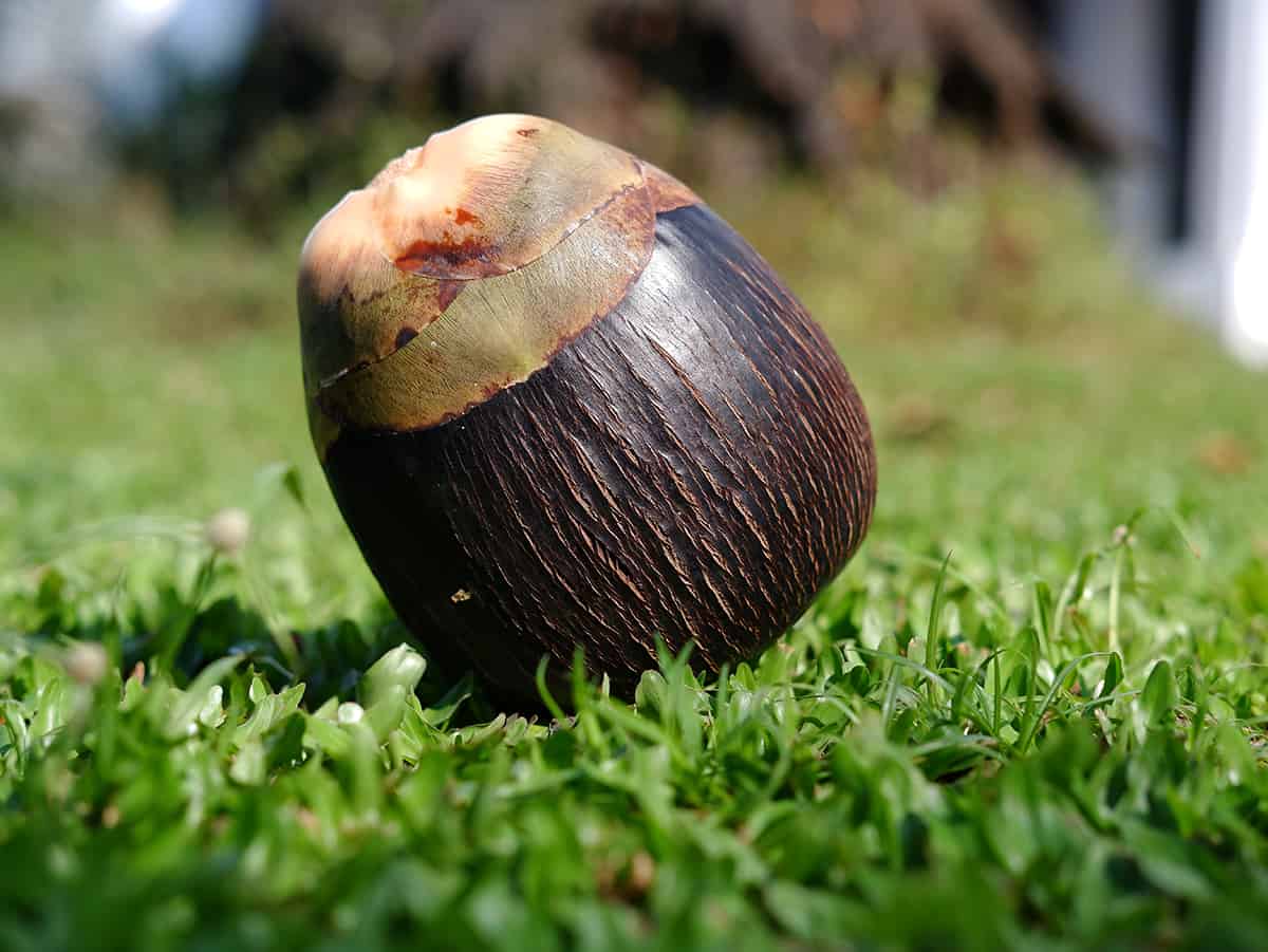 Jelly Palm Fruit