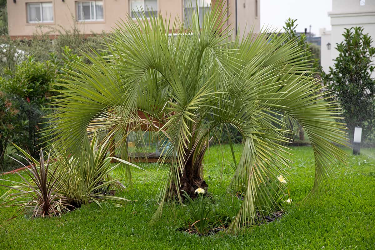 How Much Do Palm Trees Cost? Plantglossary