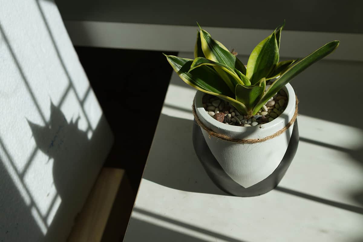 Light Black Gold Snake Plant