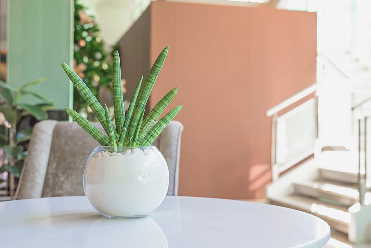 Light Braided Snake Plant