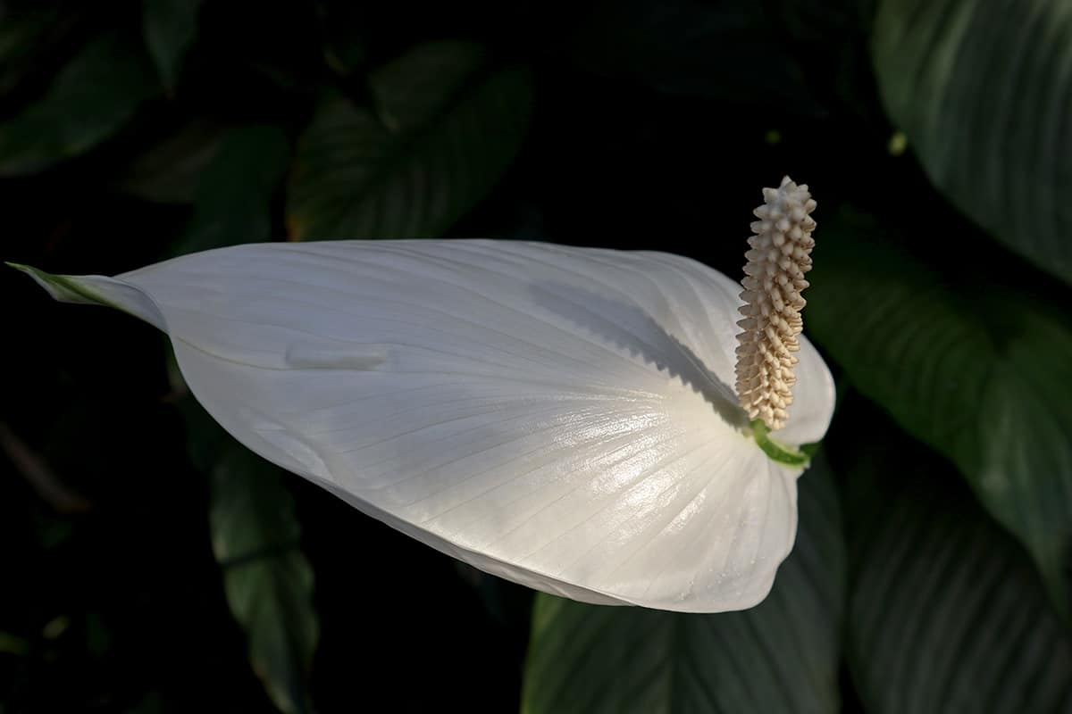 Light Peace Lily Care