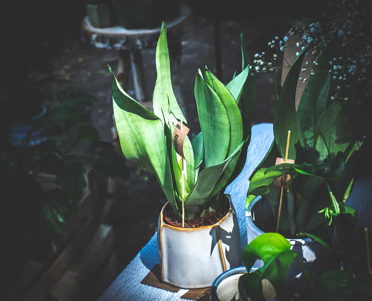 Light Snake Plant Moonshine