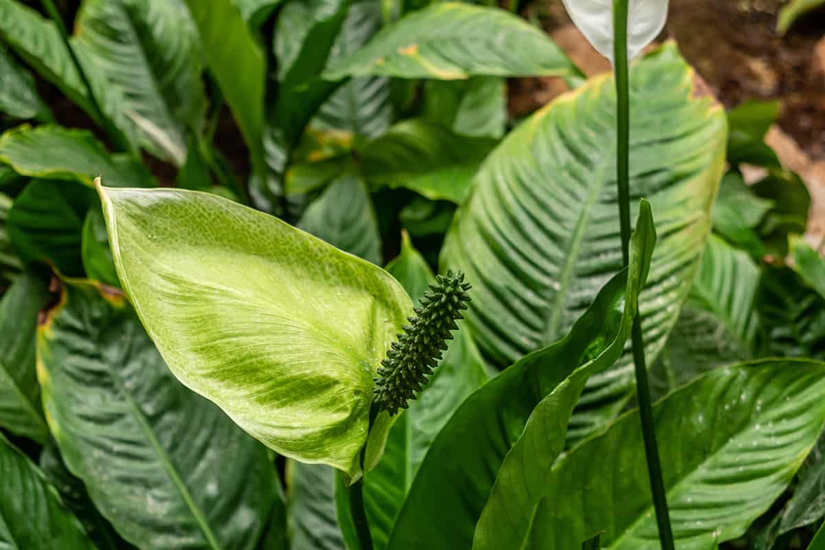 Light Spathiphyllum Domino