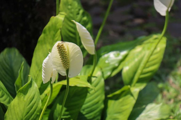 What Colors Do Peace Lilies Come In? - Plantglossary