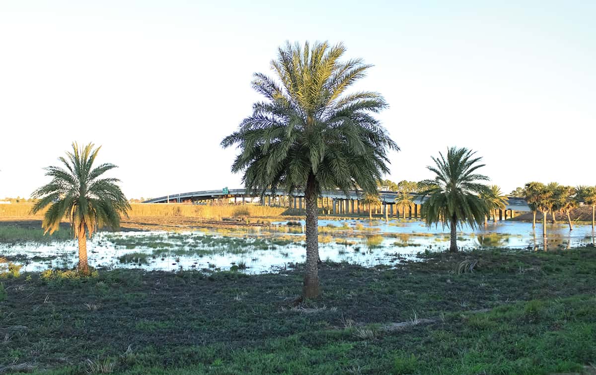 Louisiana Palm