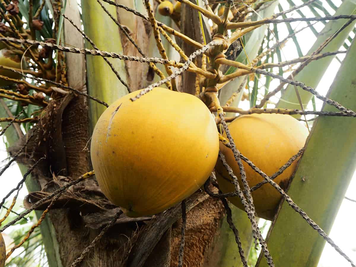 Macapuno Coconut Palm