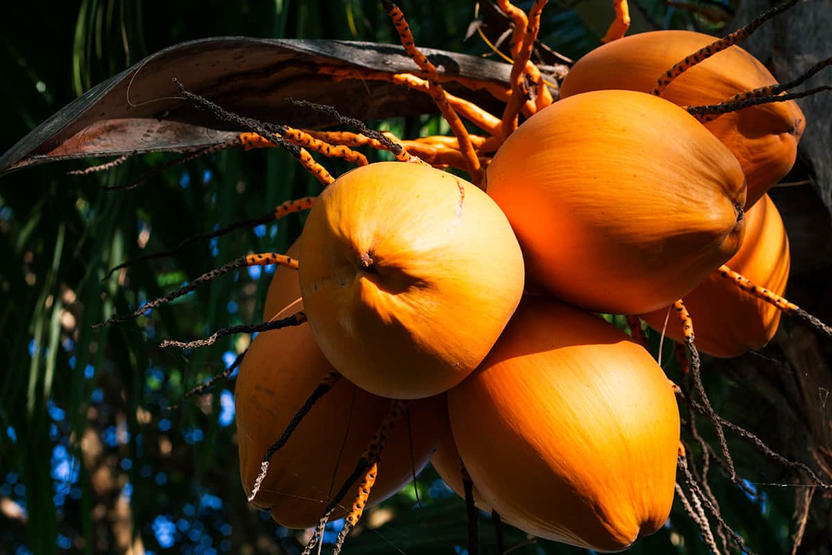 Malayan Dwarf Coconut Palm