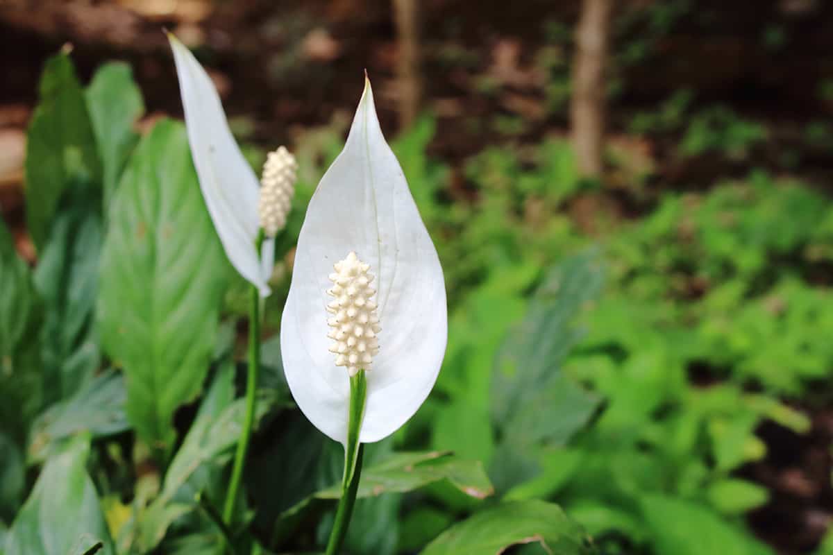 Mauna Loa Peace Lily