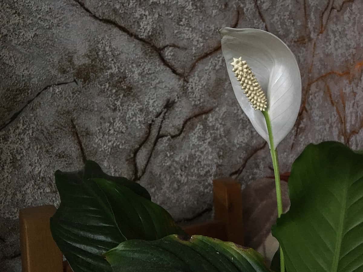 Mauna Loa Supreme Peace Lily