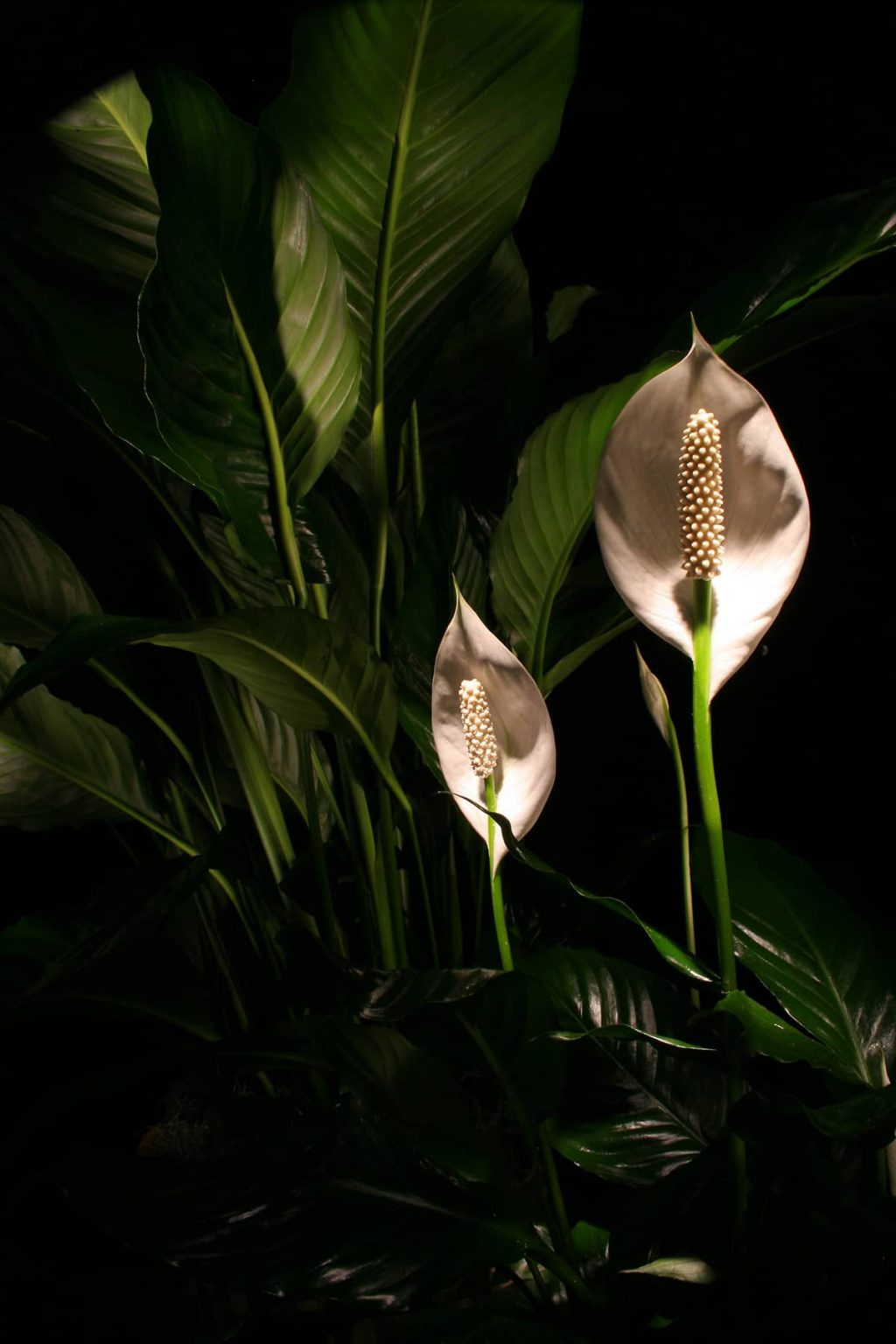 4 Giant Peace Lily Varieties (with Care Guides) - Plantglossary