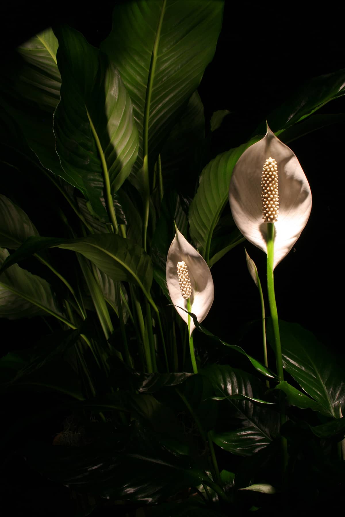 Mauna Loa Supreme Peace Lily