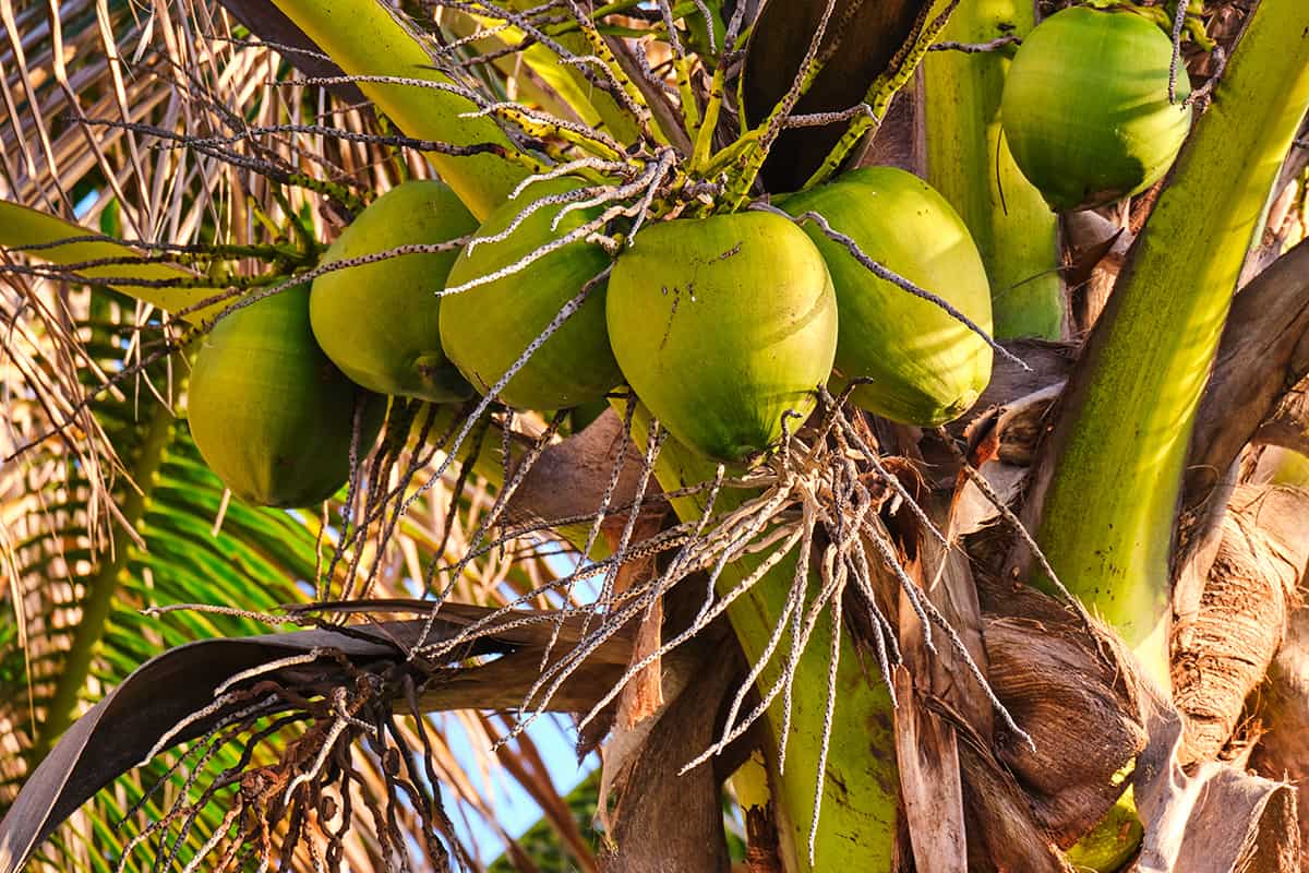 Maypan Coconut Tree