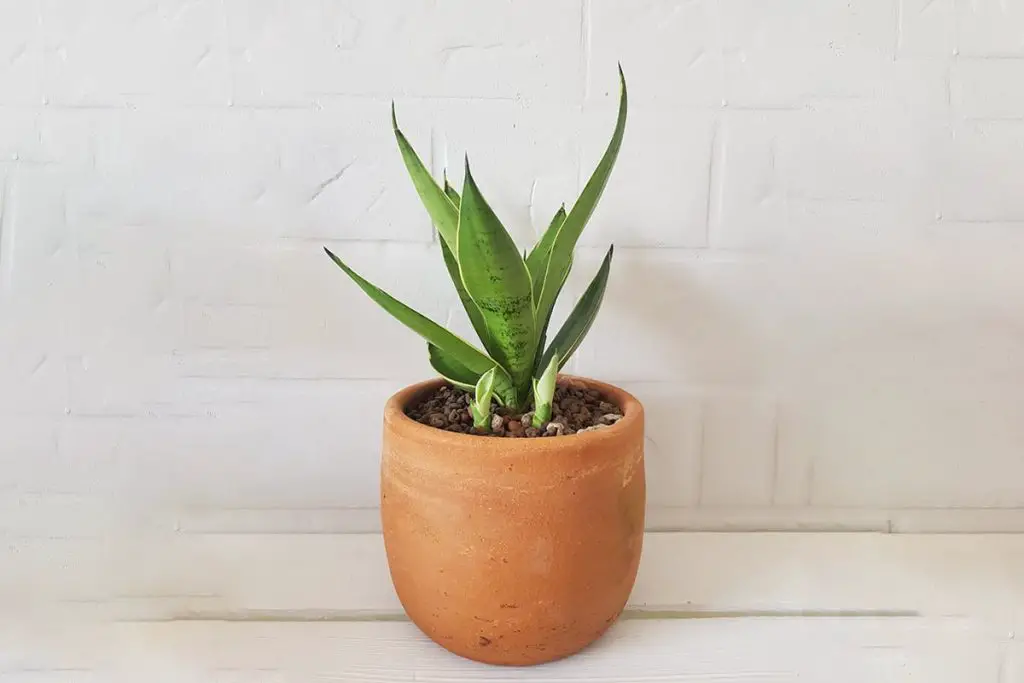 How To Tell If A Snake Plant Needs Water - Plantglossary