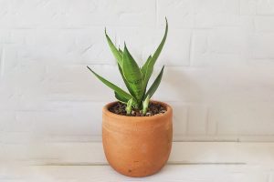 Night Owl Snake Plant Growing and Care Guide