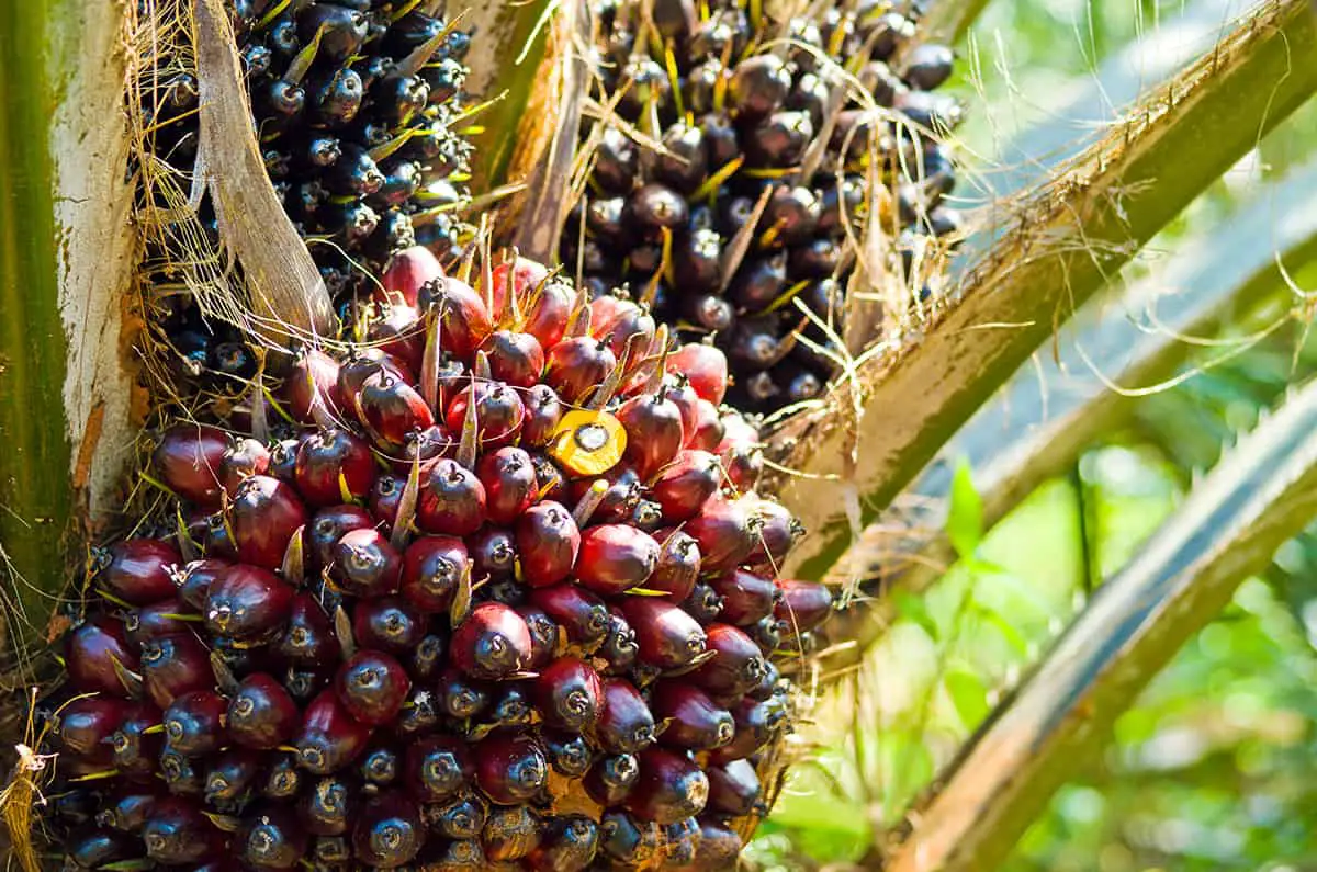 Oil Palm Fruits