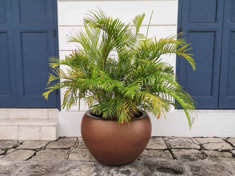 14 Types of Outdoor Potted Palms (with Pictures) Plantglossary