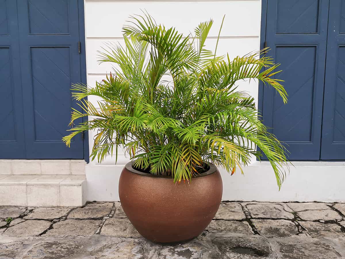 Outdoor Potted Palms