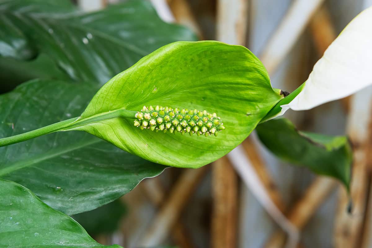 Pale Green Flower