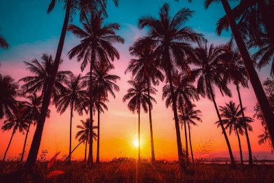 Palm Tree Lifespan