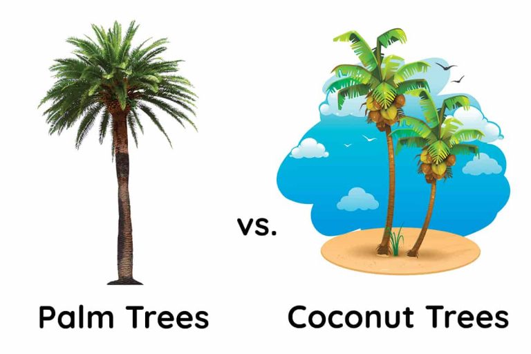 Palm Tree vs. Coconut Trees How to Identify Them Plantglossary