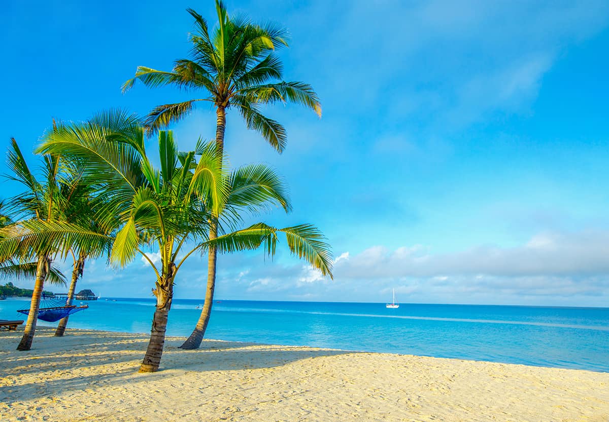 Palm Trees in the Landscape