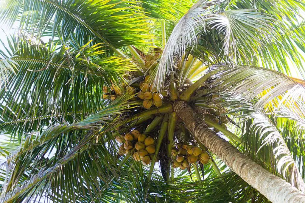 Palm Tree vs. Coconut Trees – How to Identify Them - Plantglossary