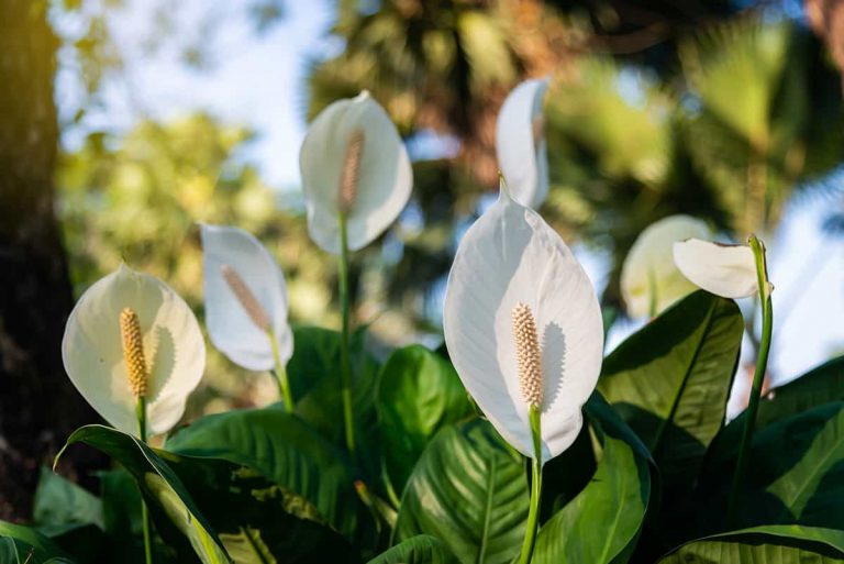The Various Flowering Stages of a Peace LiLy Plantglossary