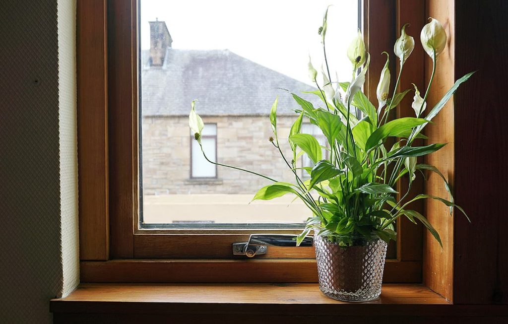 What Are the Peace Lily Pot Sizes? Plantglossary
