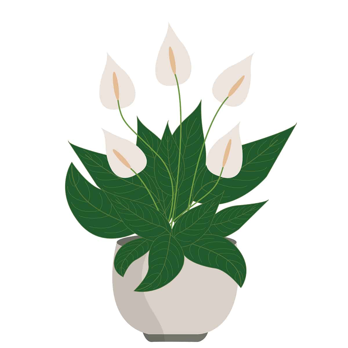Peace Lily Symbolism