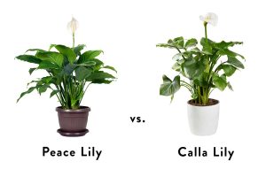Peace Lily vs Calla Lily