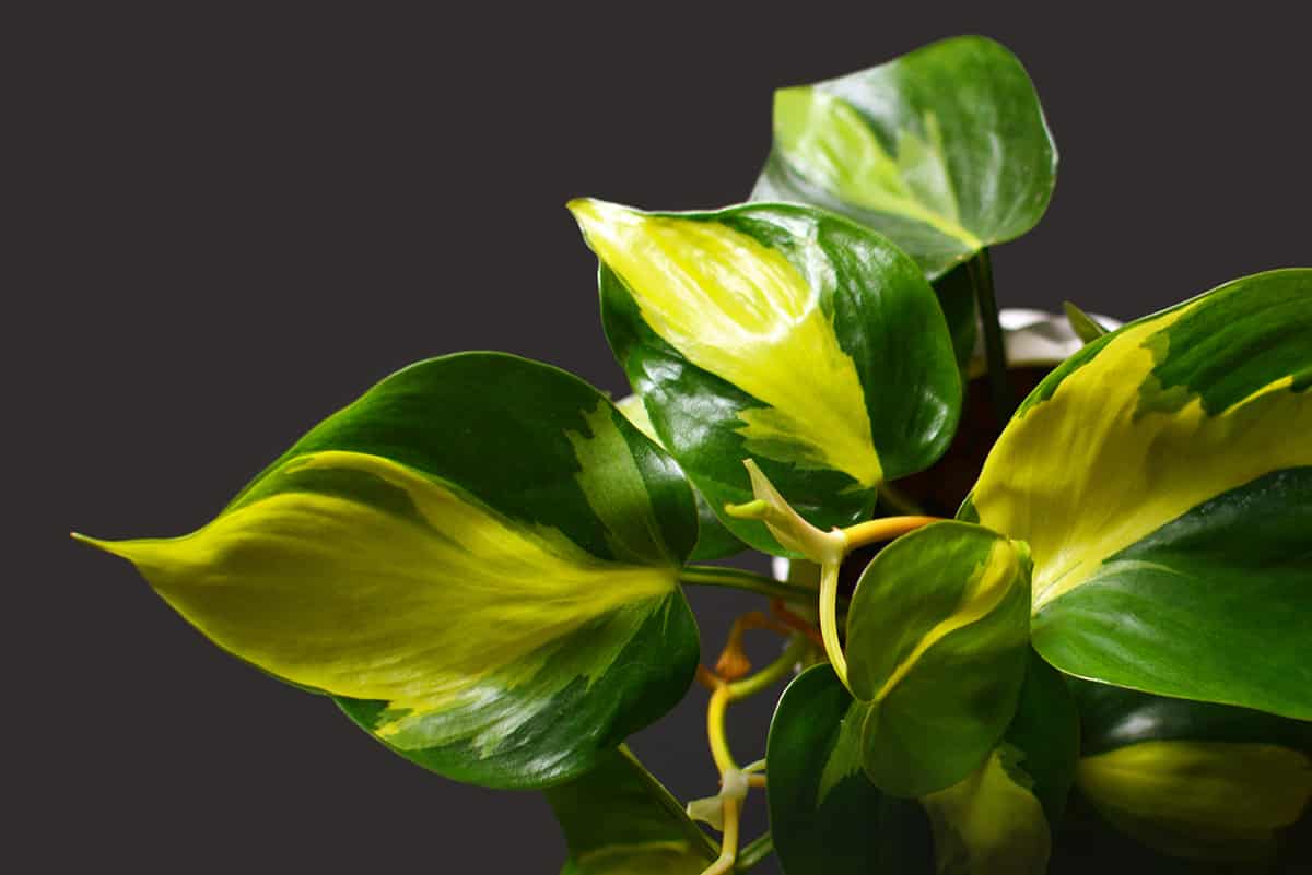 Philodendron Brasil