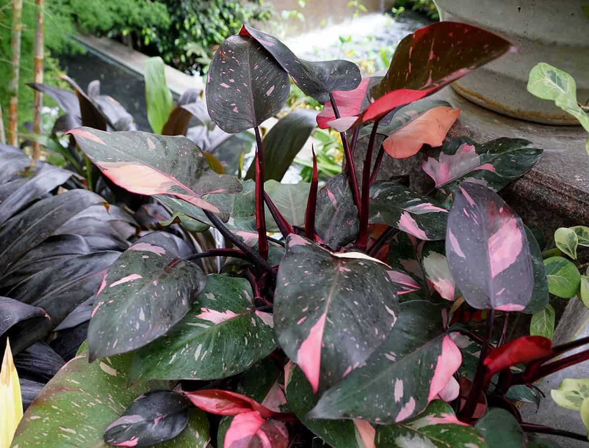 Pink Princess Philodendron