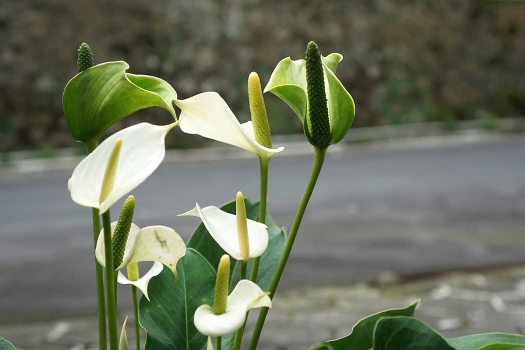 What Does A Peace Lily Like