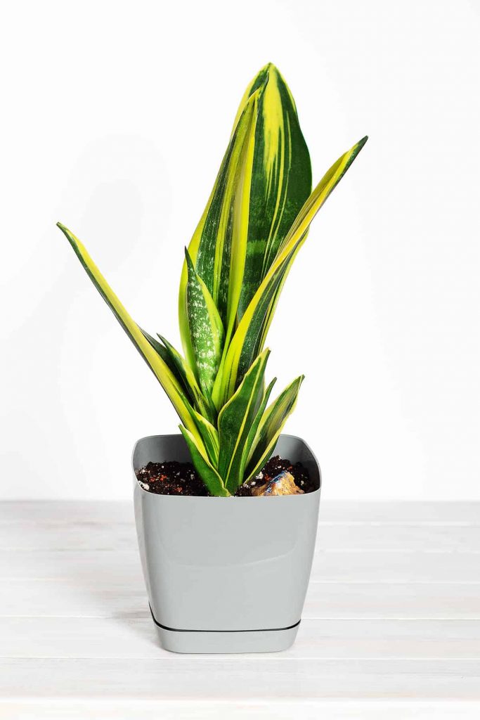 What Are the Best Pots for Snake Plants? Plantglossary