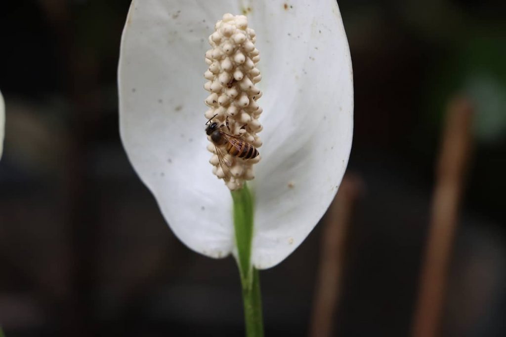 The Various Flowering Stages of a Peace LiLy Plantglossary