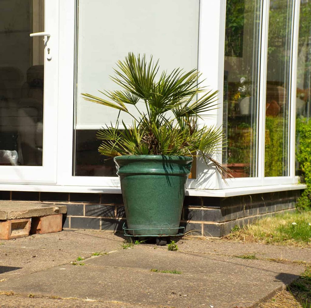 14 Types of Outdoor Potted Palms (with Pictures) Plantglossary