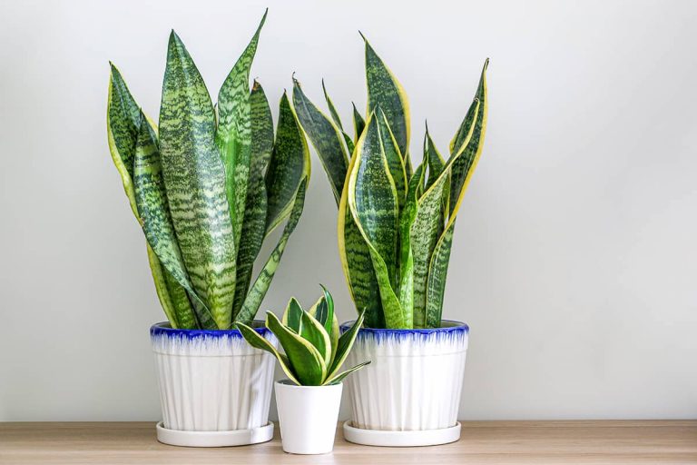 How Big Do Snake Plants Get? Plantglossary