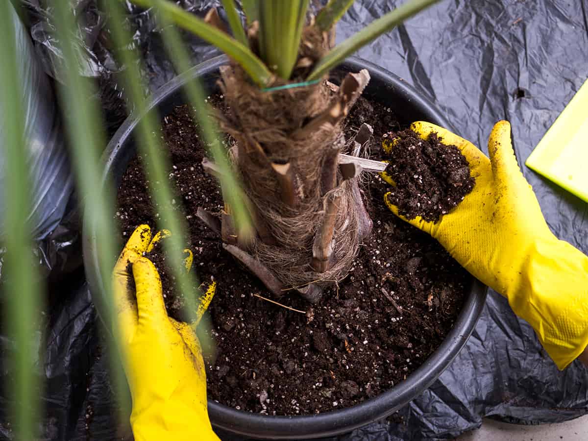 Potting Soil for Palm Trees
