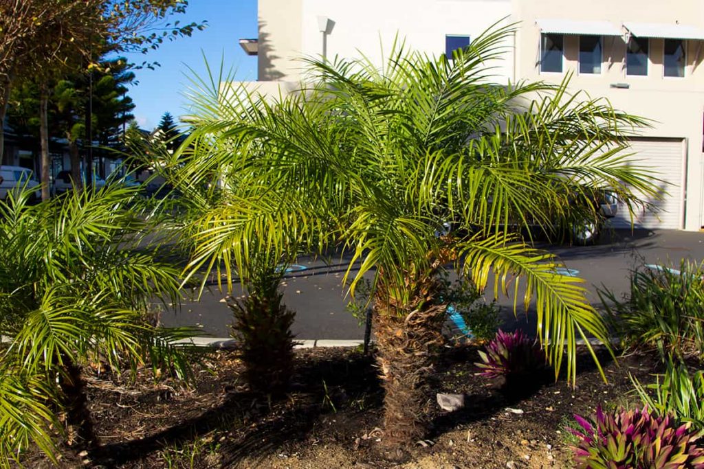 How Much Do Palm Trees Cost? Plantglossary
