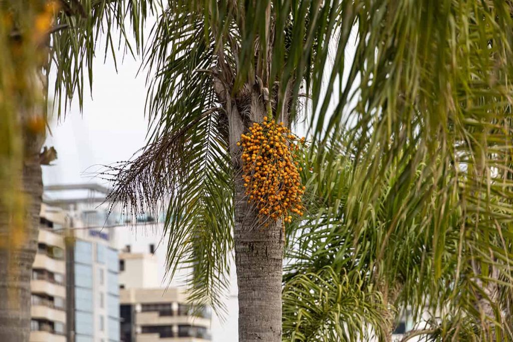 How Fast Do Palm Trees Grow? Plantglossary