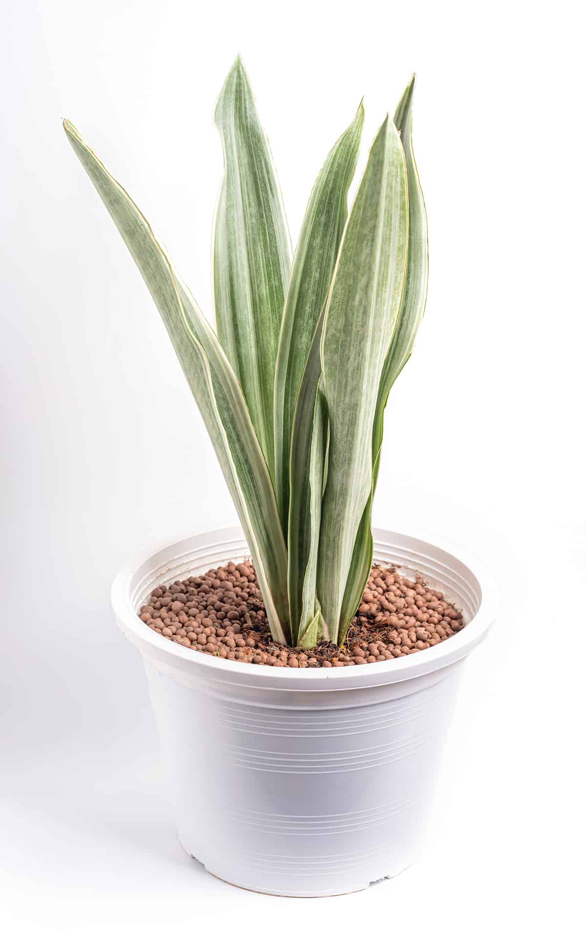 Sansevieria Trifasciata Bantel’s Sensation