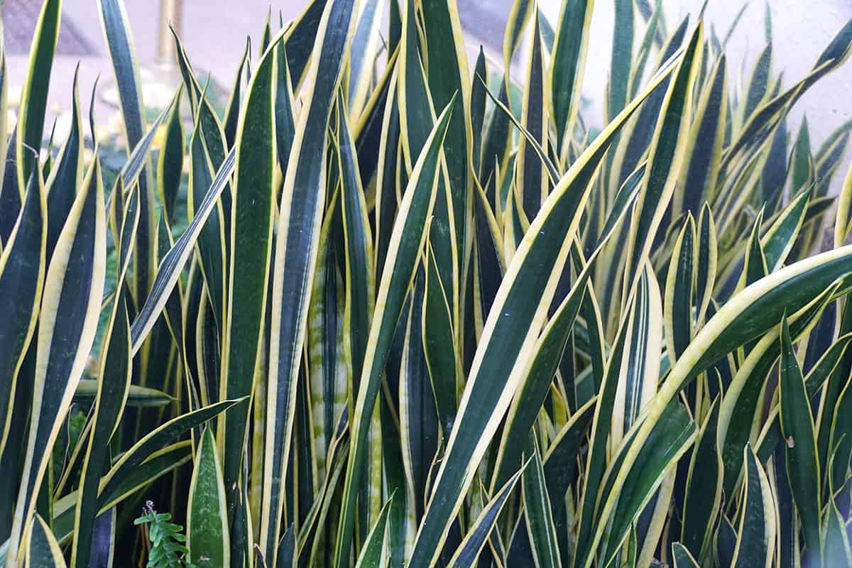 Sansevieria Trifasciata Black Gold