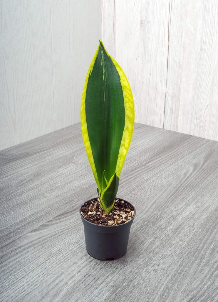 Braided Snake Plant Growing and Care Guide Plantglossary