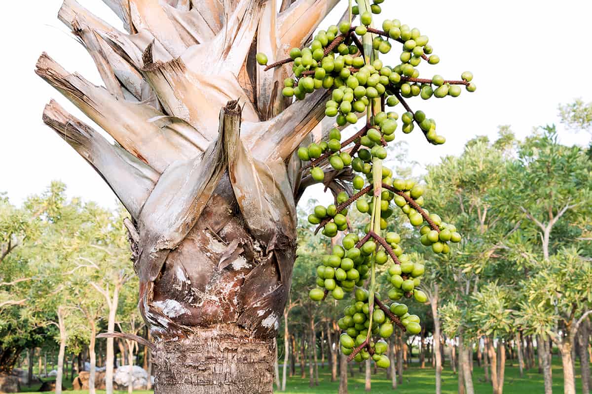 Saw Palmetto Fruits