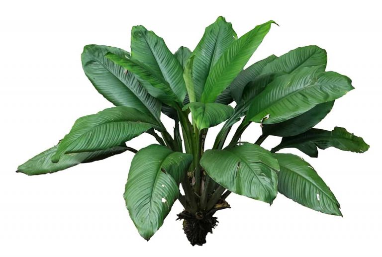 4 Giant Peace Lily Varieties (with Care Guides) - Plantglossary