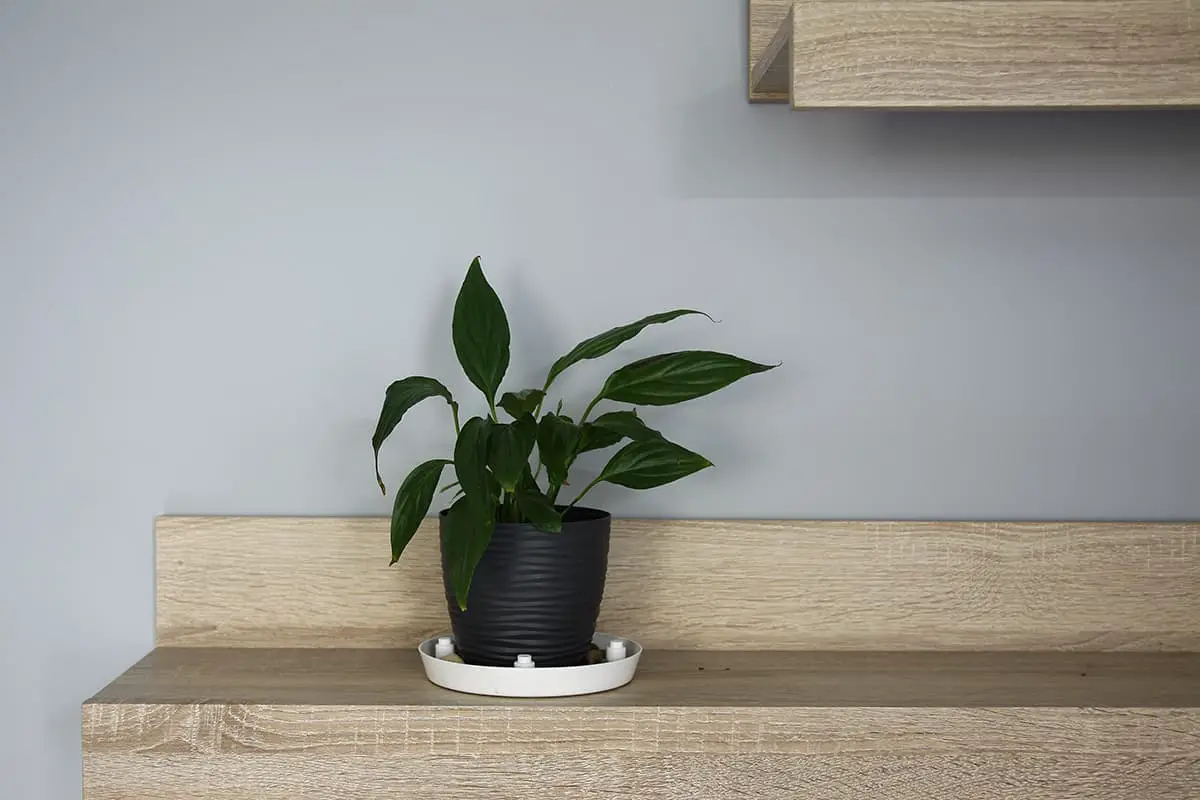 Shelf Plants