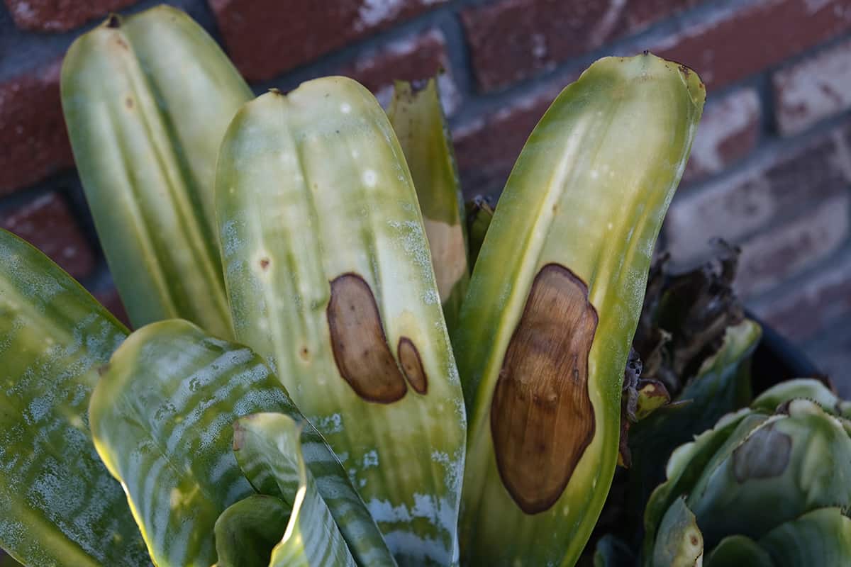 Signs of High Humidity in Snake Plants